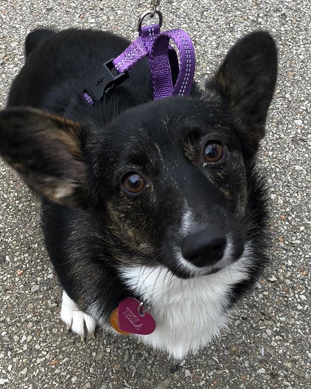 @tesla_fluffybutt is having a wonderful time listening to @kneppguitar today at the food park! Come on down we have @noblestein on tap and @tangofoodtruck @parrotbaycafe and @blackboxbistro serving up hot delicious treats! 
#saturday #saturdaynight #foodtrucks #livemusic #millvale #riverfront